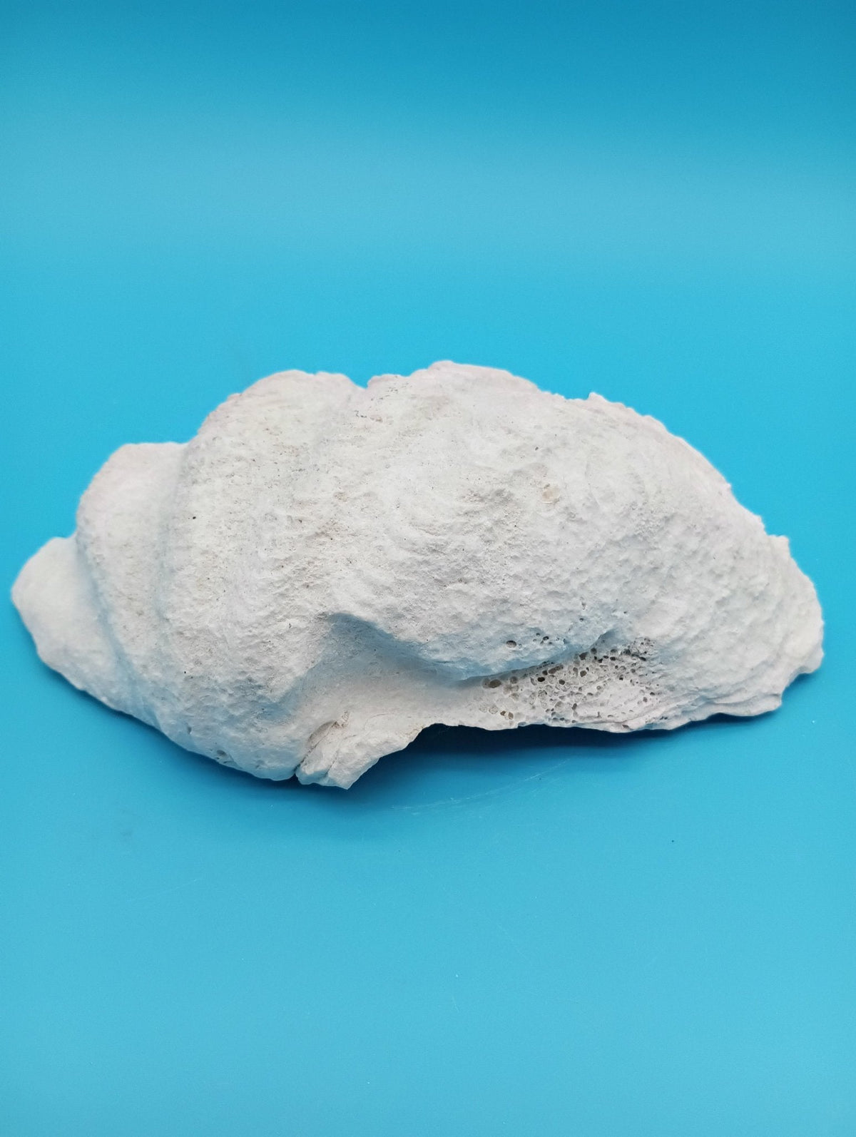 Derasa Clam Shell Half– Tridacna derasa