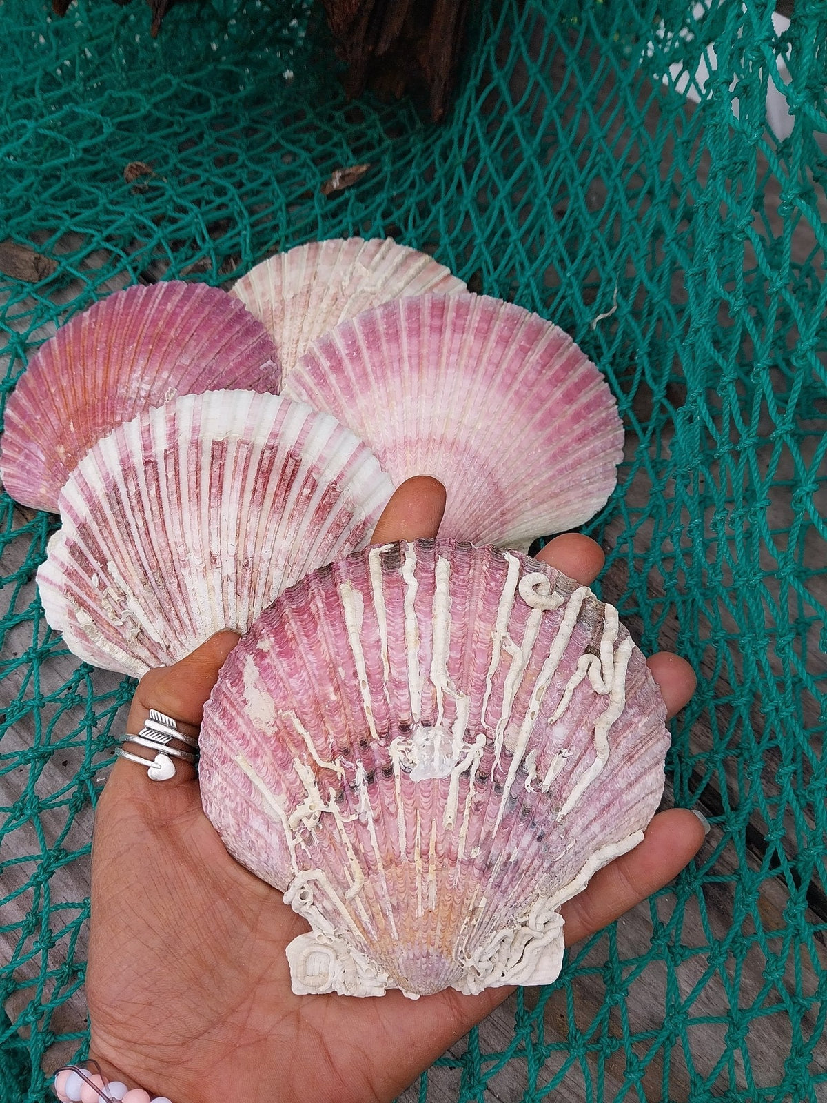 Purple Scallop Shells (Argopecten purpuratus)