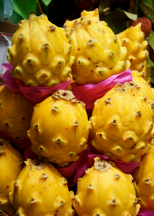 Dragon Fruit, Yellow (Selenicereus megalanthus)