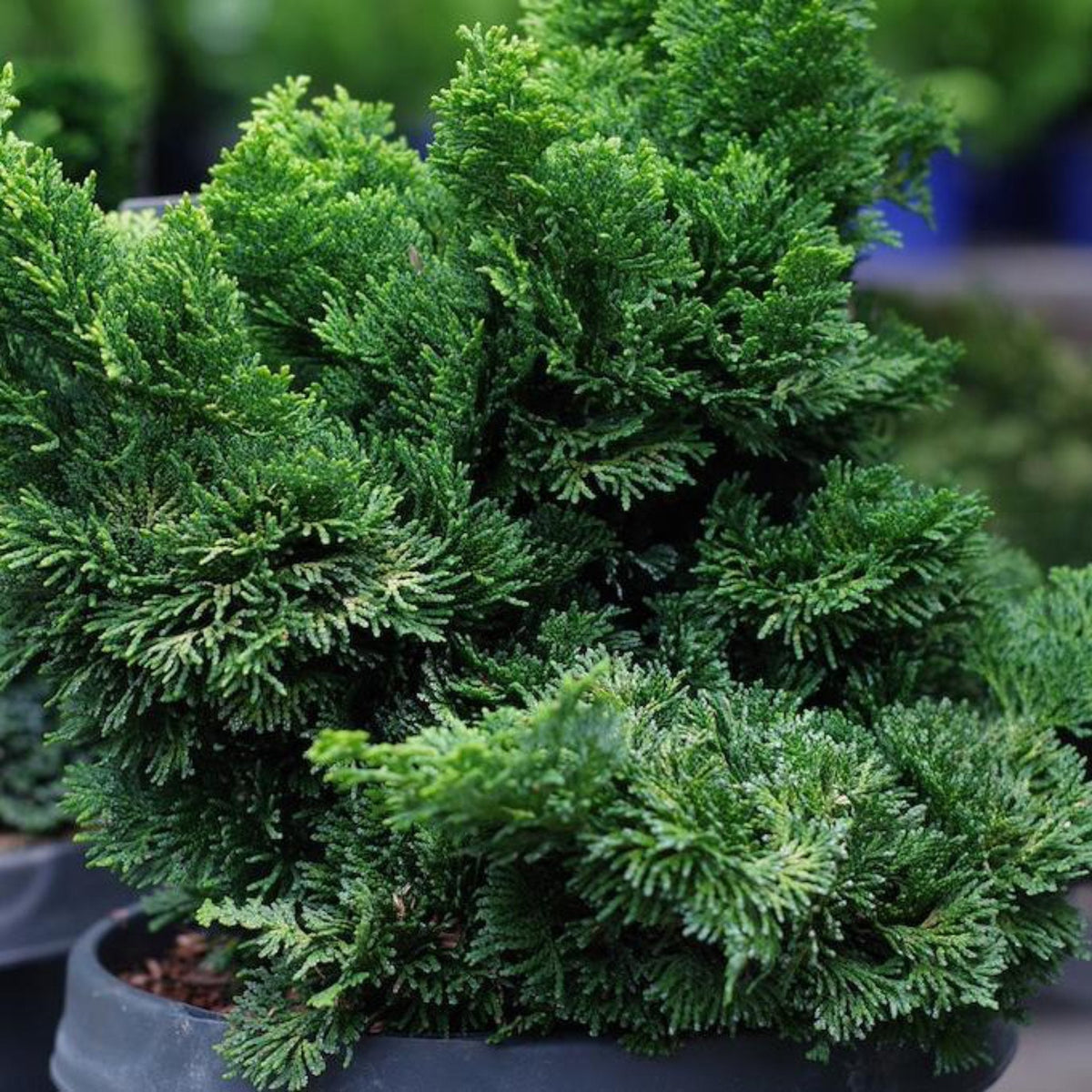 Dwarf Hinoki Cypress
