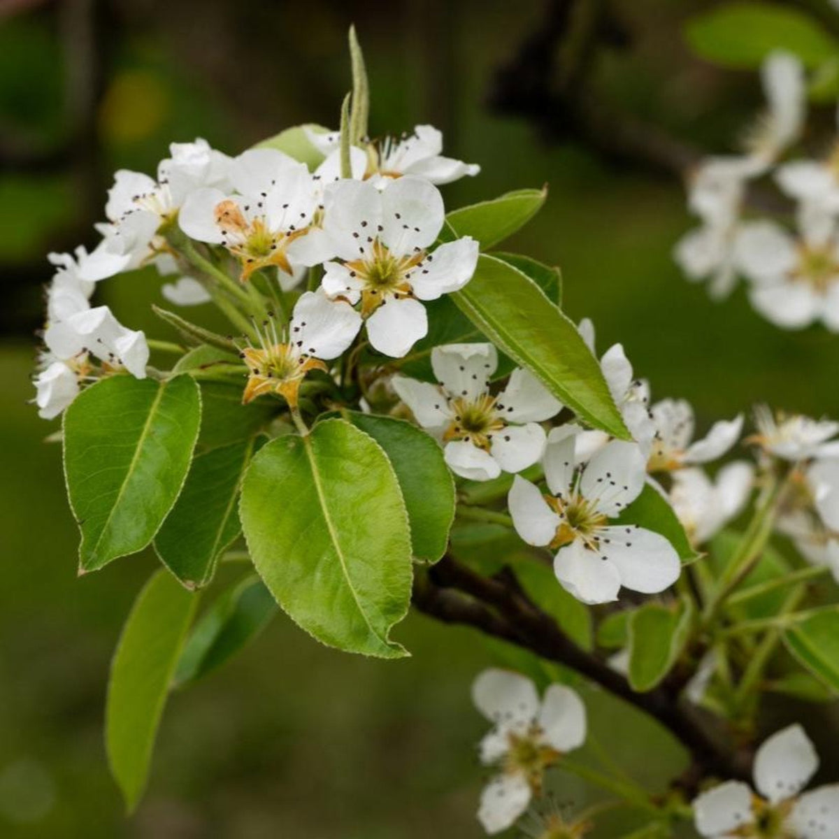 D’Anjou Pear Tree