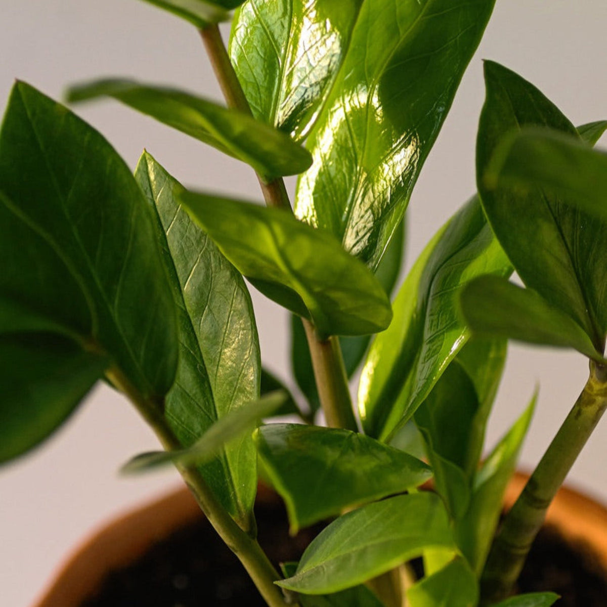 ZZ Plant