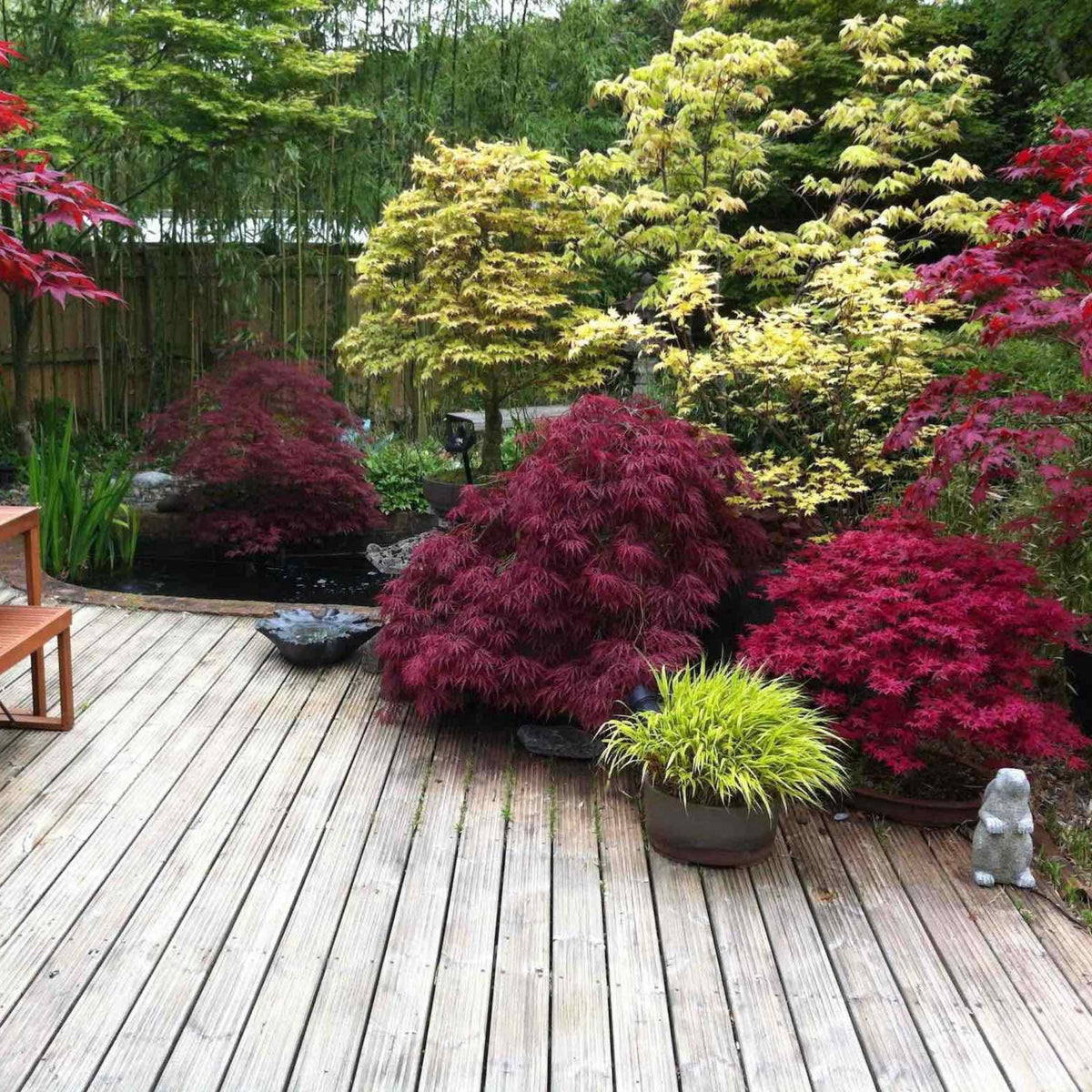 Red Dragon Japanese Maple Tree