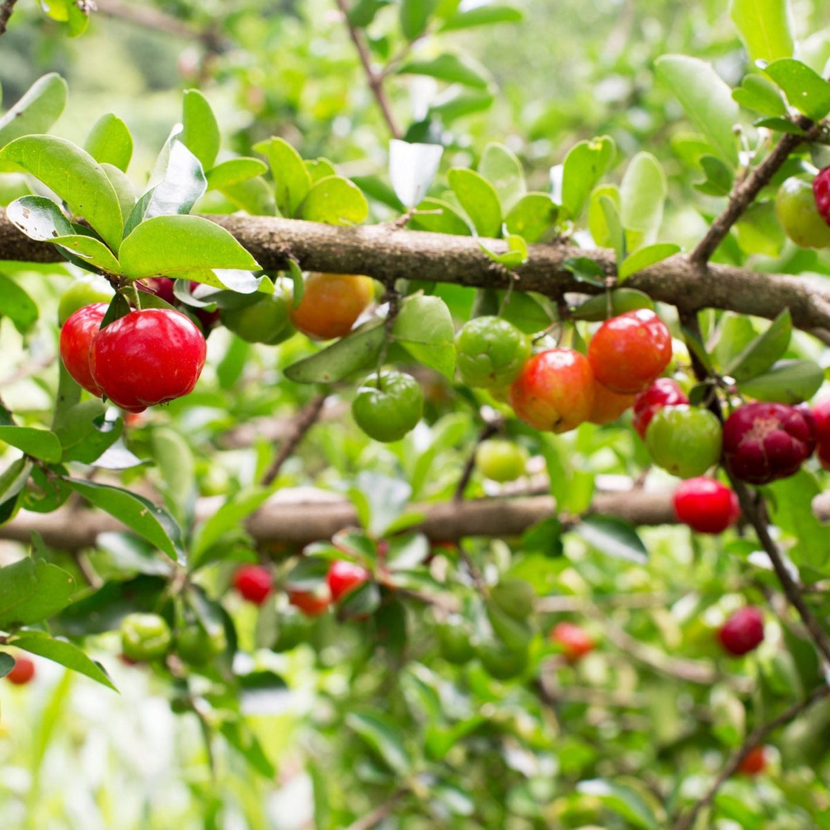 Barbados ‘Acerola’ Cherry Tree