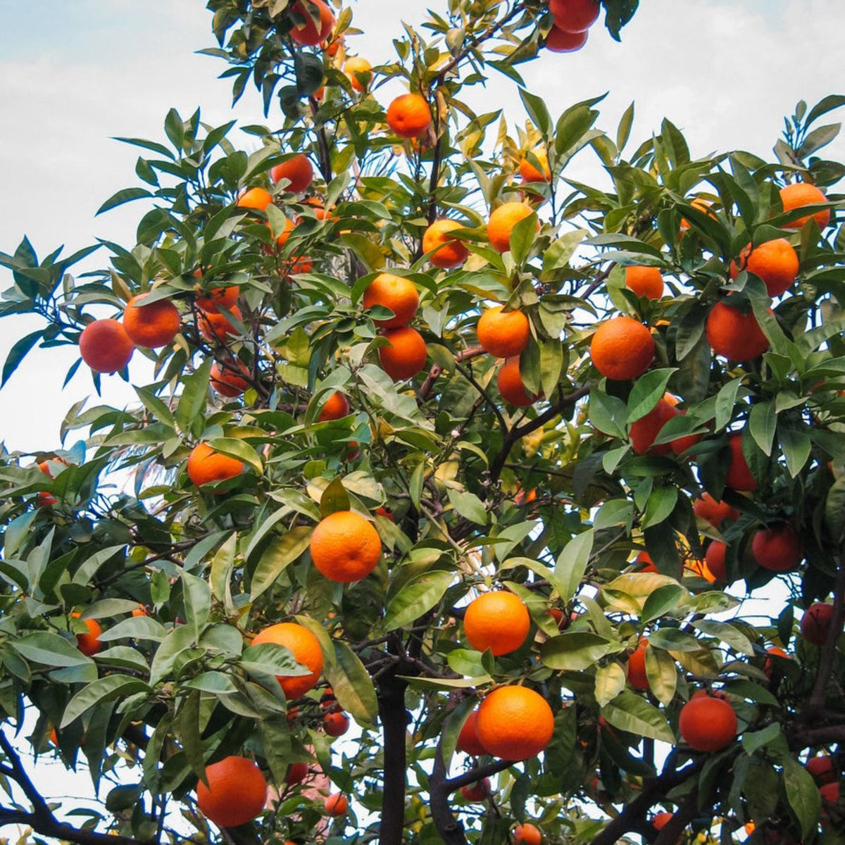 Cara Cara Orange Tree