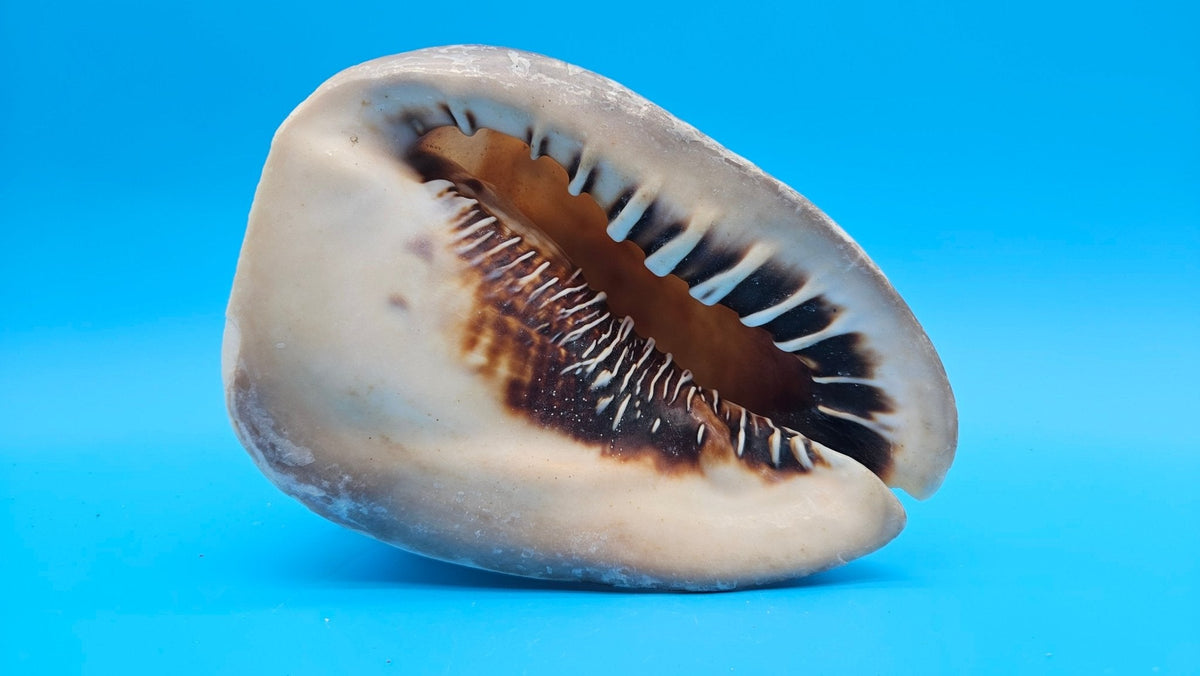Large Queen Helmet Shell Cassis madagascariensis  – 7.1"