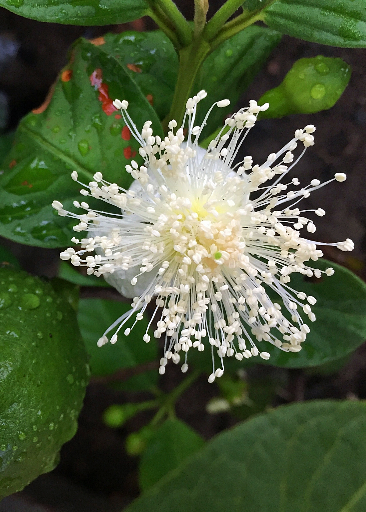 Guava, Lemon (Psidium littorale)