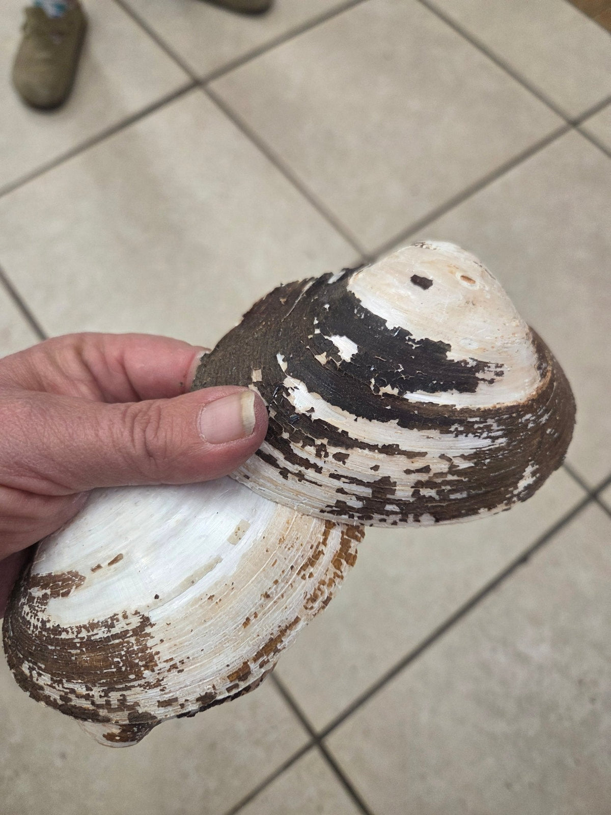 Mexican Pearl River Clam Shell 4-5"