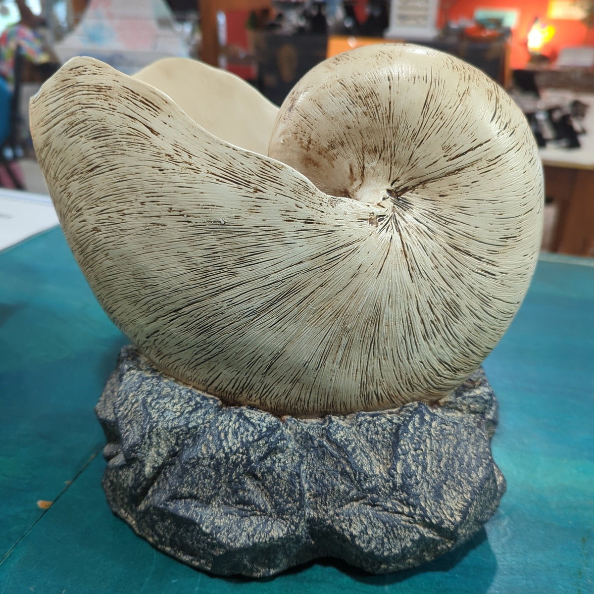 Nautilus Shell on rock base