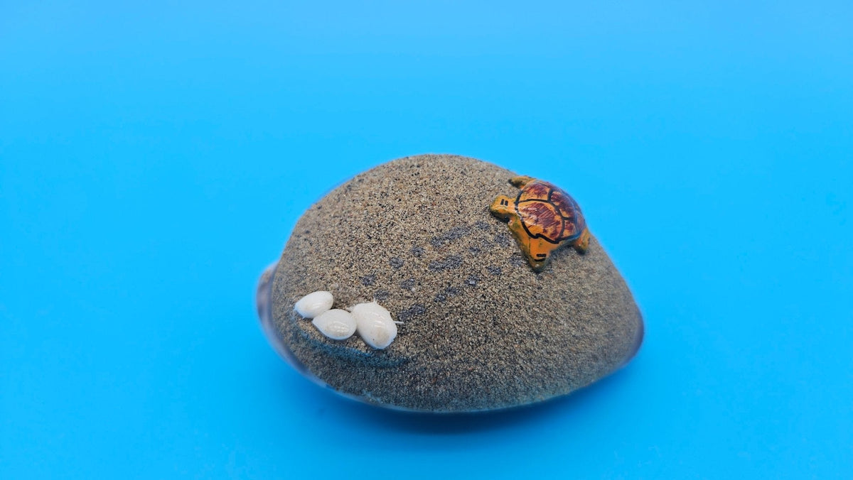 Painted Cowrie Shell Magnets – Coastal Decor Sea Turtle, Dolphin, or Sand Scene 2.5–3"