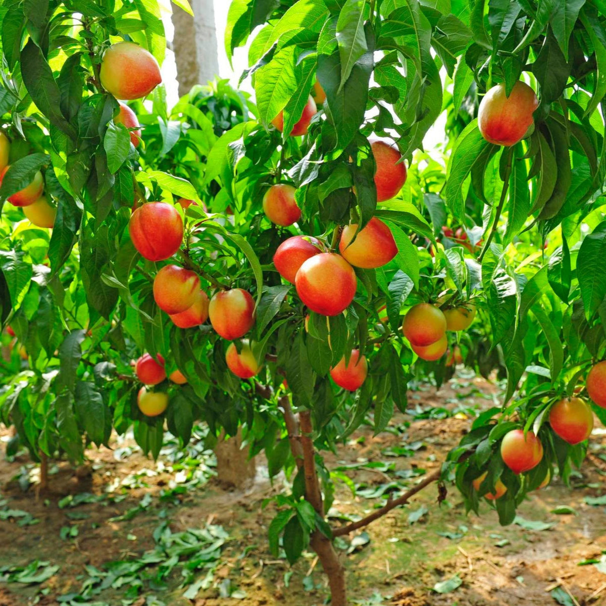 Multi-Fruit Peach Tree