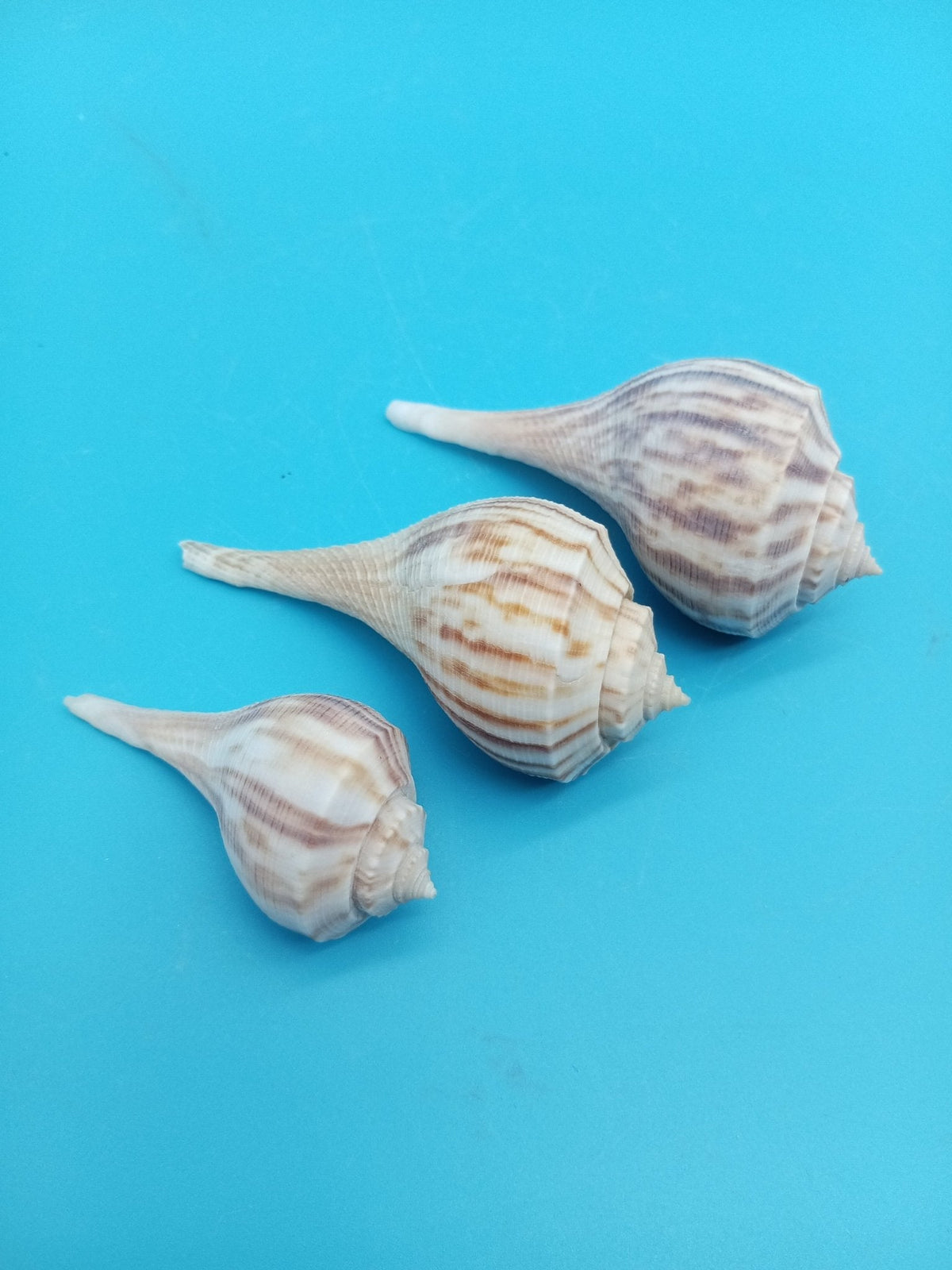 Pear Whelk Shell Trio – Fulguropsis spirata – Coastal Display Shell Decor
