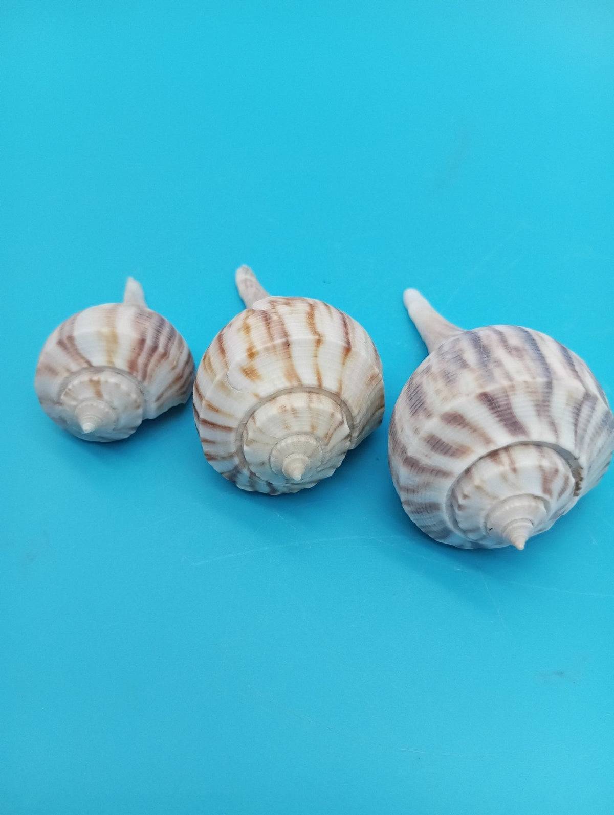 Pear Whelk Shell Trio – Fulguropsis spirata – Coastal Display Shell Decor