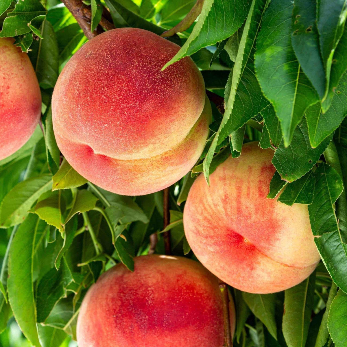 Multi-Fruit Peach Tree