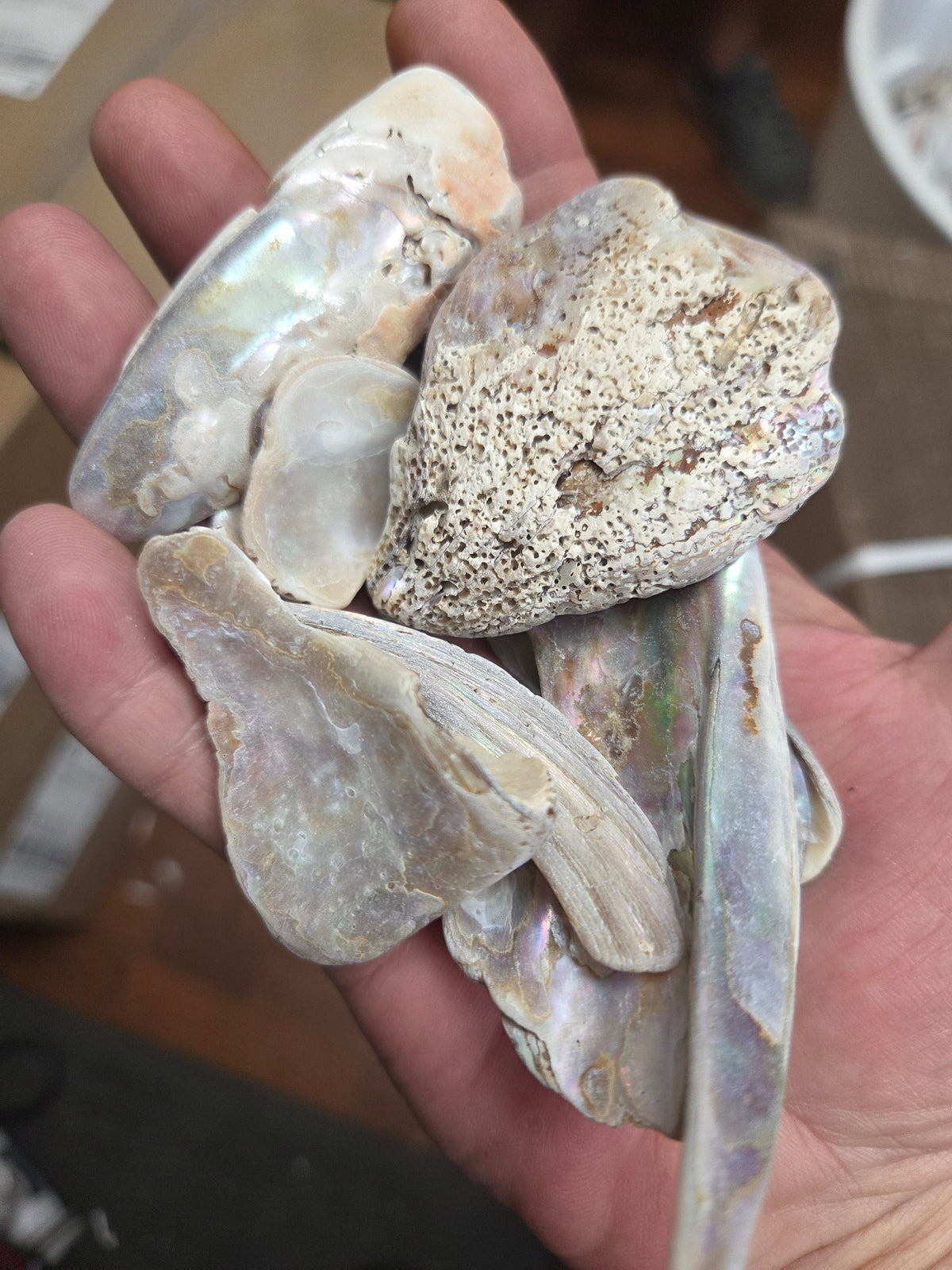 Tumbled Abalone Shell Pieces – Polished Natural Shell Chips for Crafts, Decor & Jewelry (Small)