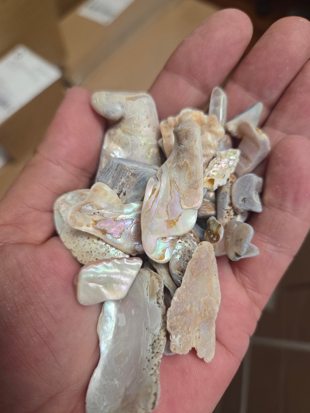 Tumbled Abalone Shell Pieces – Polished Natural Shell Chips for Crafts, Decor & Jewelry (Small)