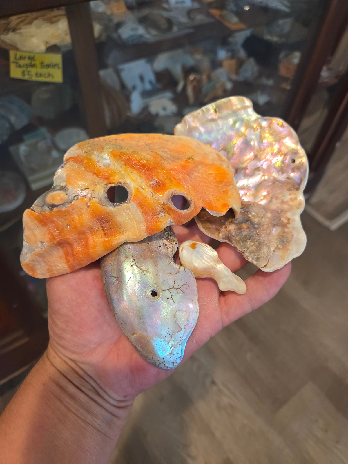 Tumbled Abalone Shell Pieces – Polished Natural Shell Chips for Crafts, Decor & Jewelry (Small)