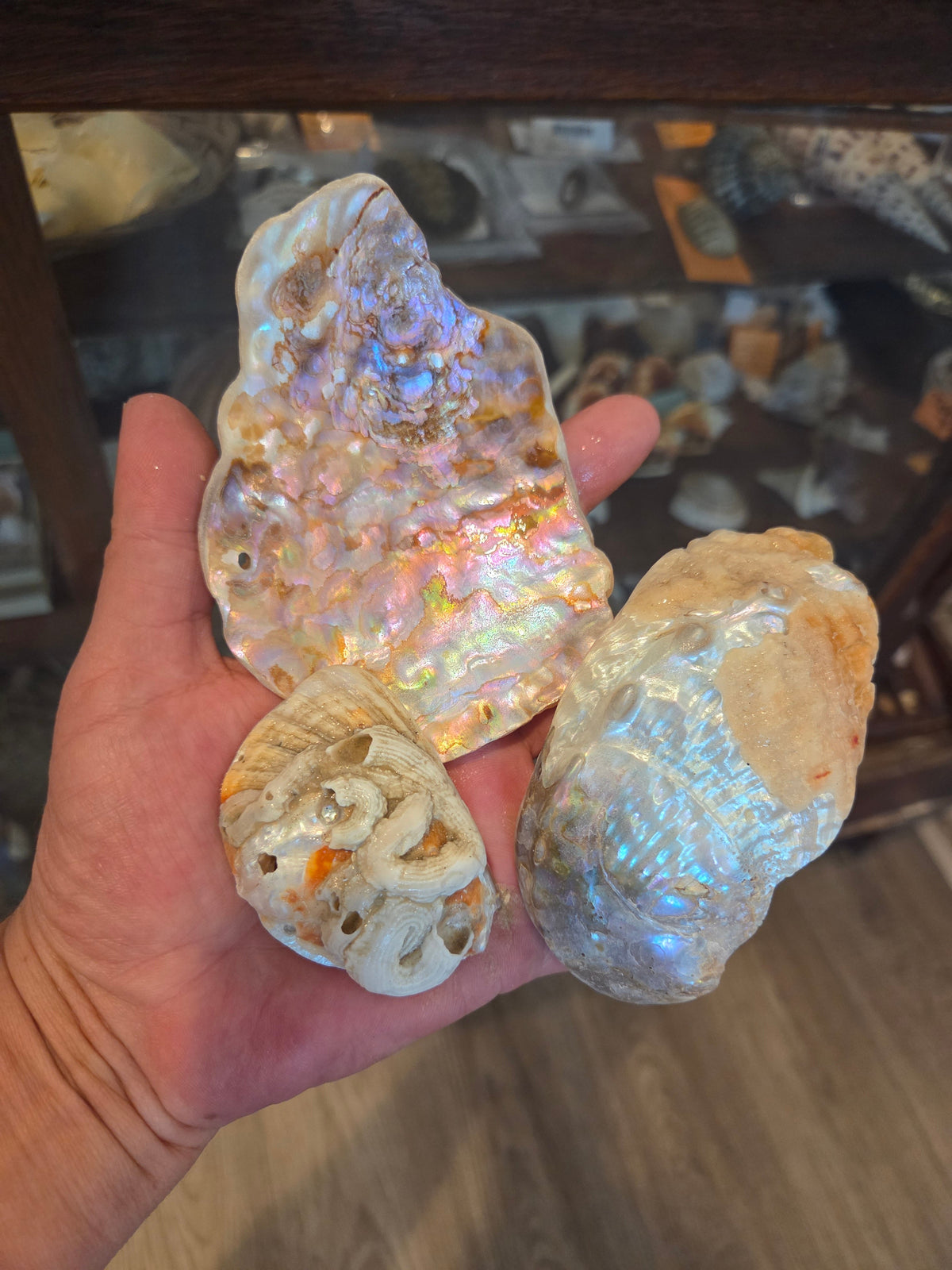 Tumbled Abalone Shell Pieces – Polished Natural Shell Chips for Crafts, Decor & Jewelry (Small)