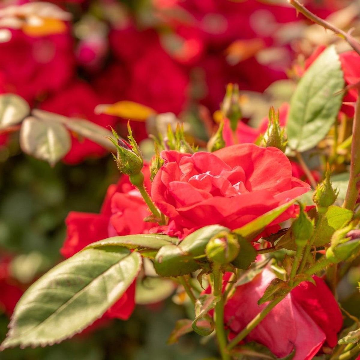 Winner's Circle™ Climbing Rose