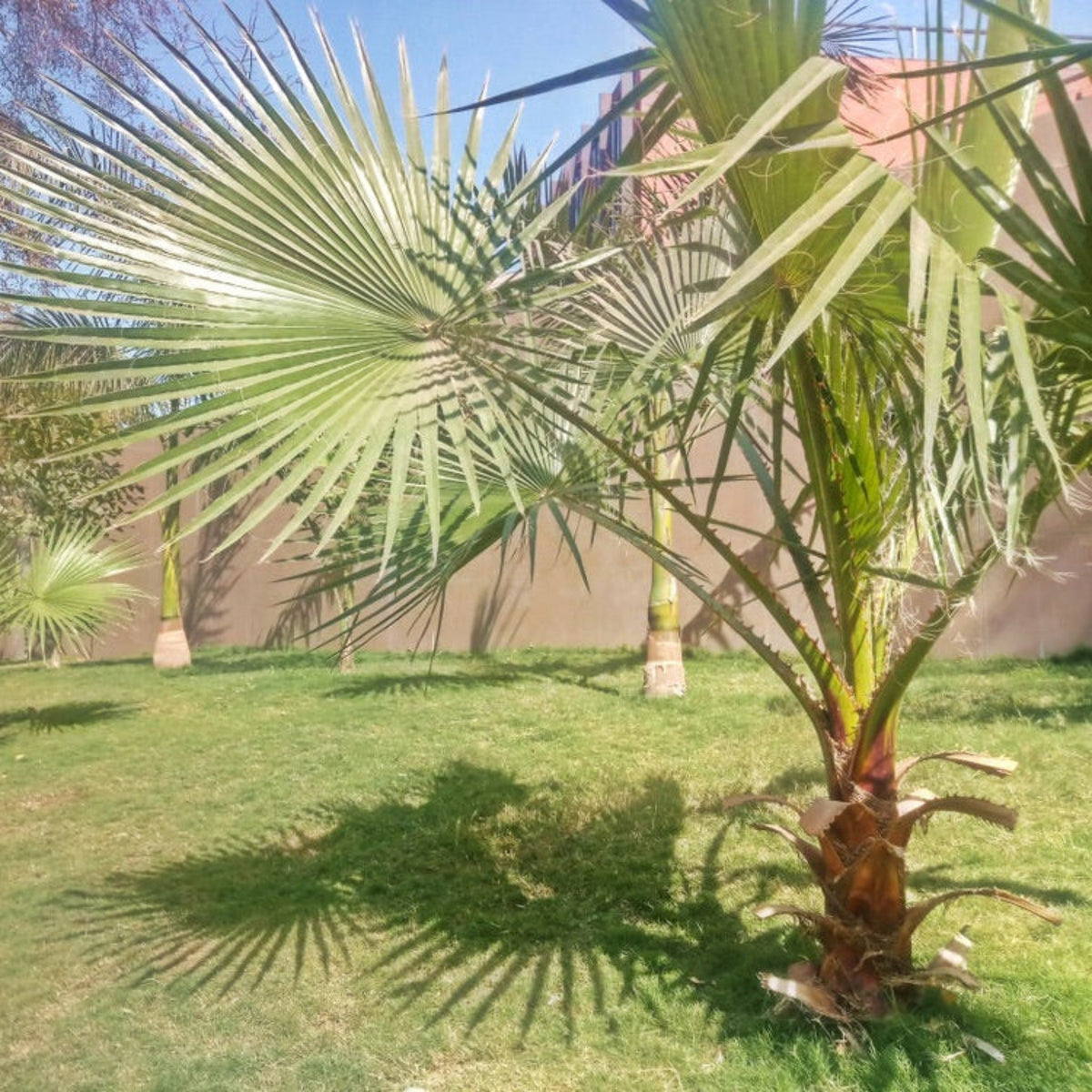 Dwarf Palmetto Tree