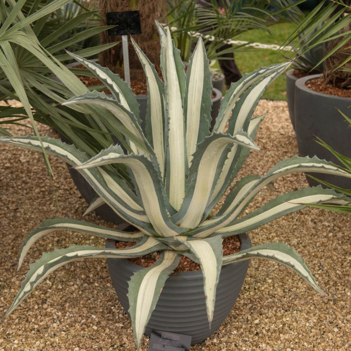 Agave Americana ‘Mediopicta Alba’