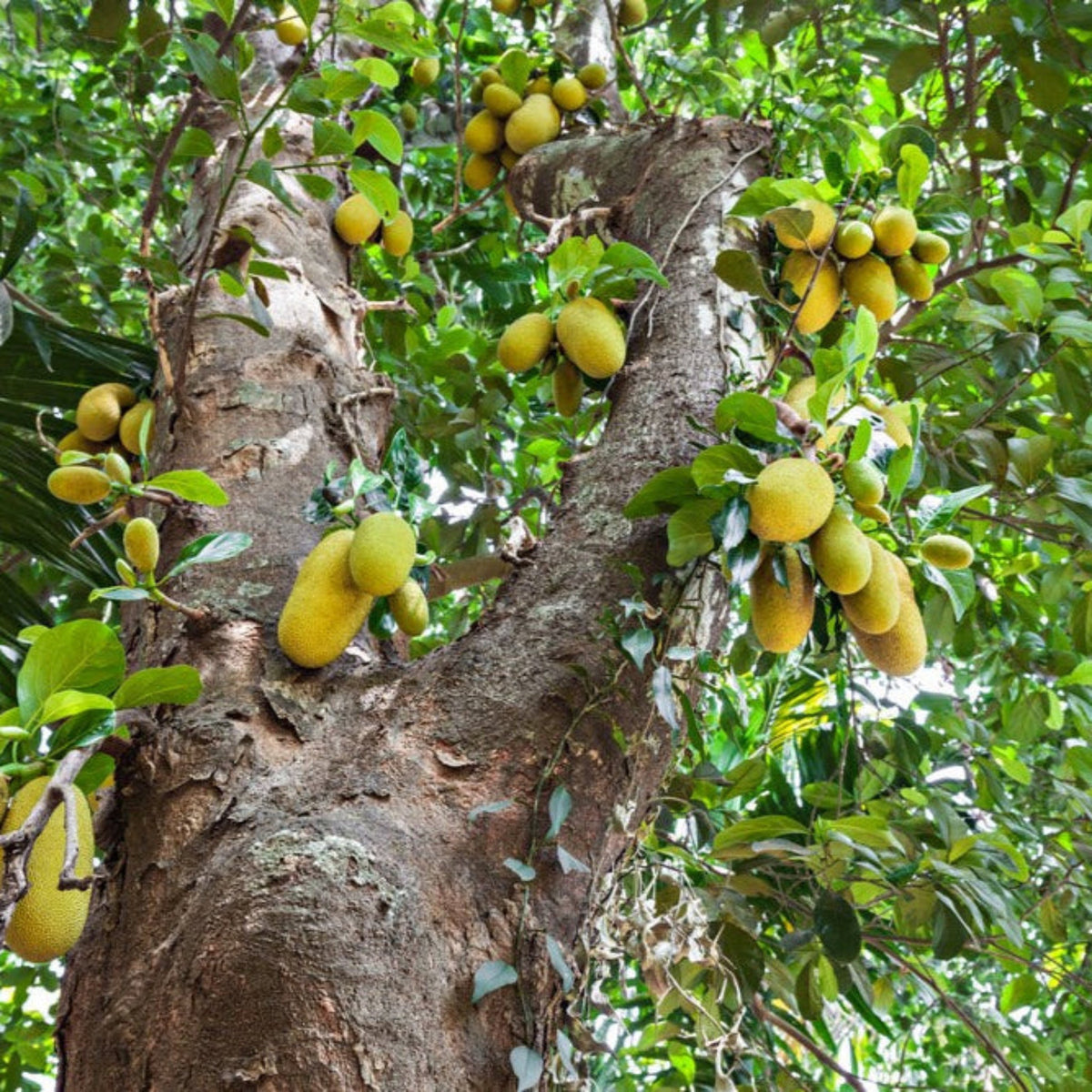 Jackfruit Tree