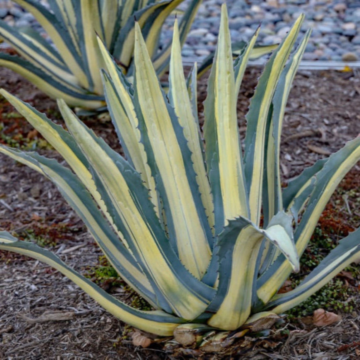 Agave Americana ‘Mediopicta Alba’