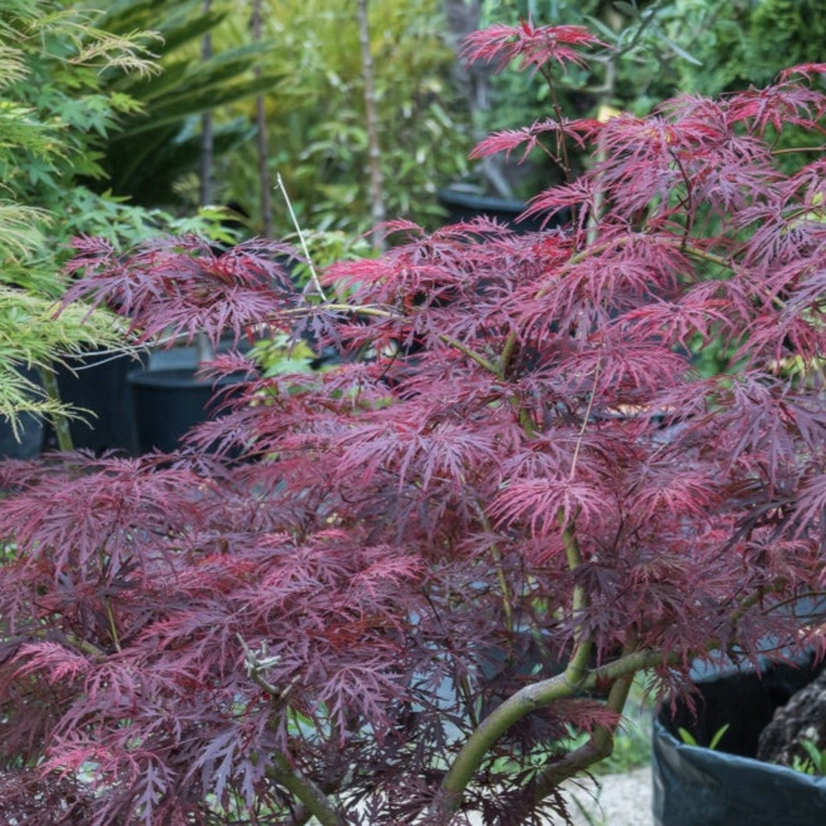 Red Dragon Japanese Maple Tree
