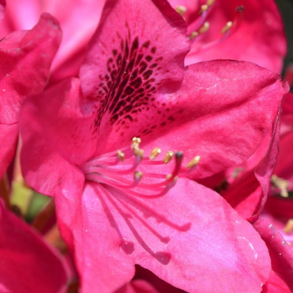 Nova Zembla Rhododendron