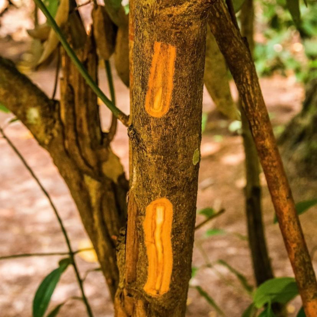 Cinnamon Tree