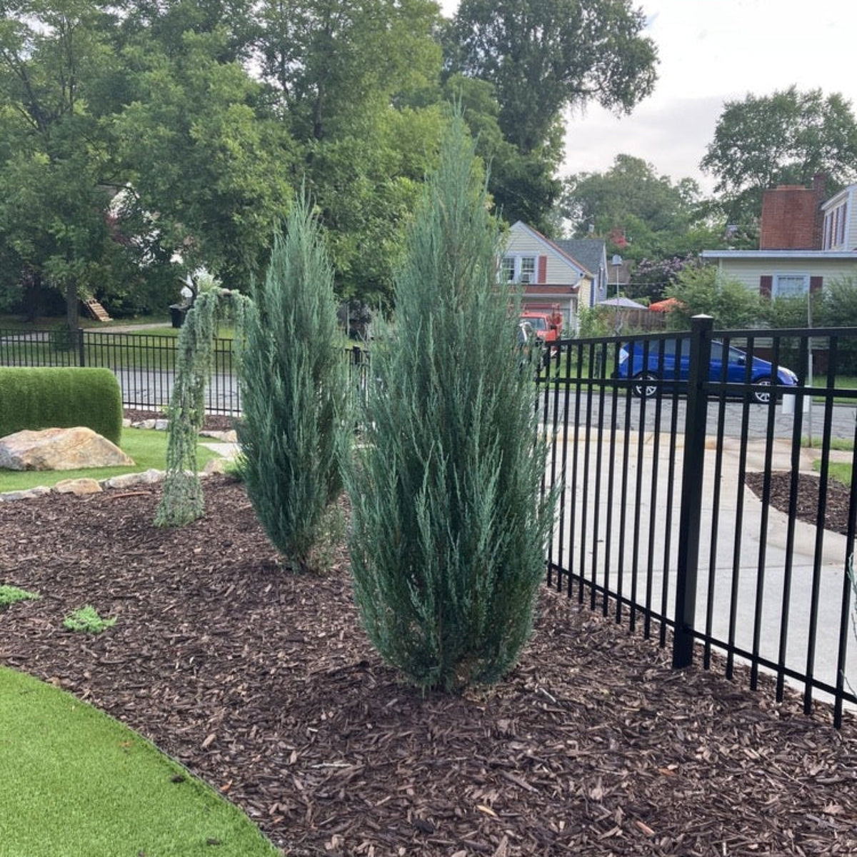 Blue Arrow Juniper Tree