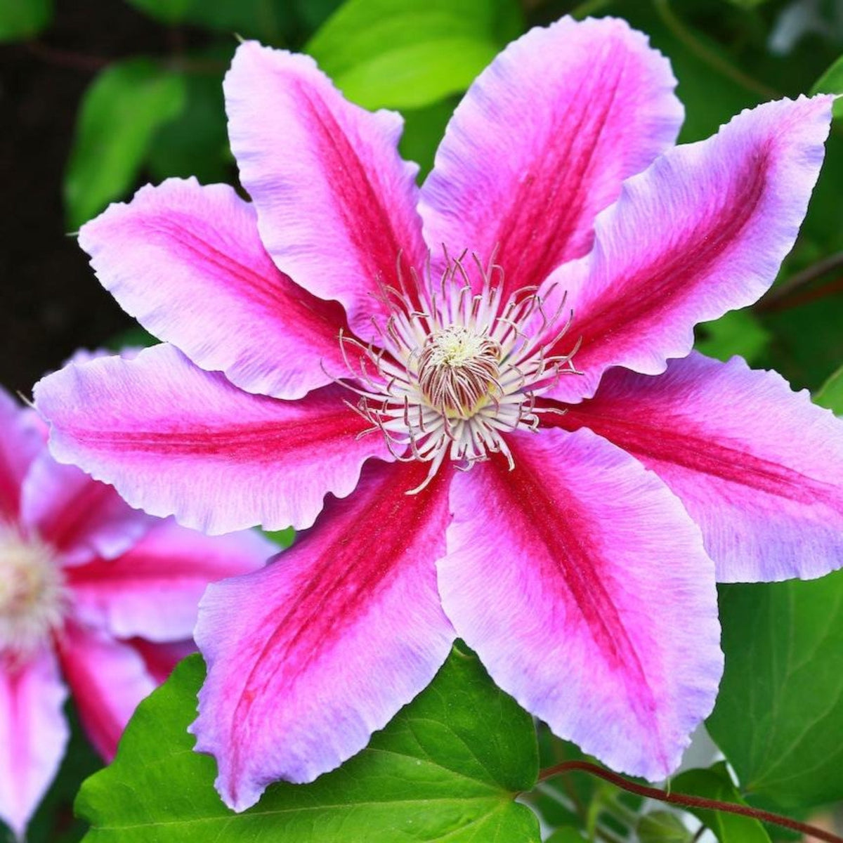 Dr. Ruppel Clematis