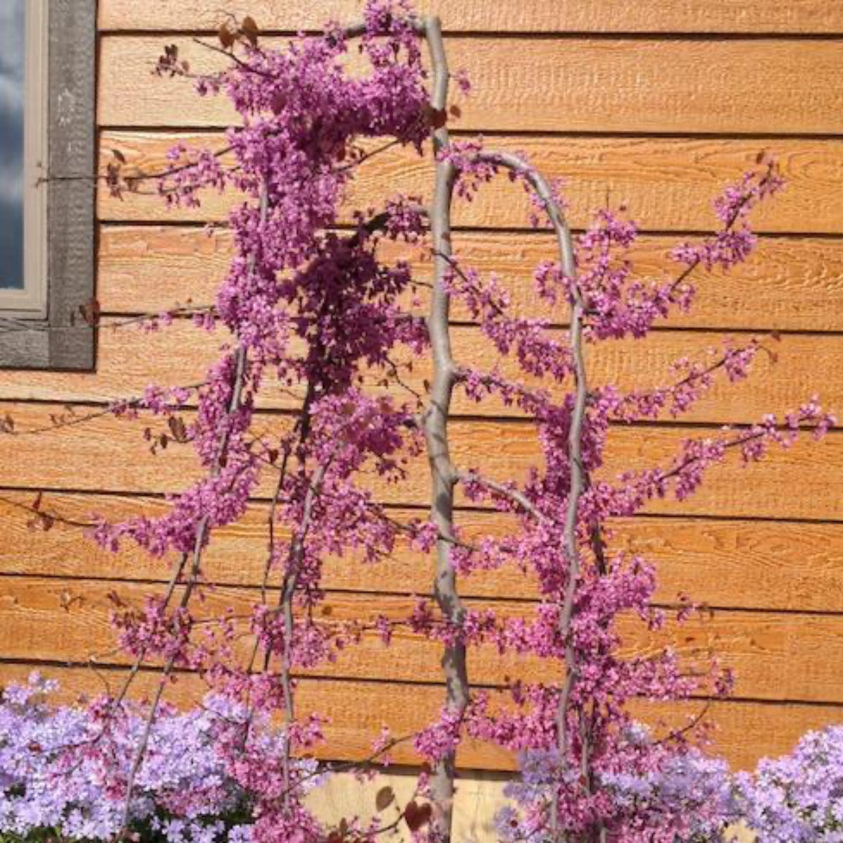 Ruby Falls Redbud Tree