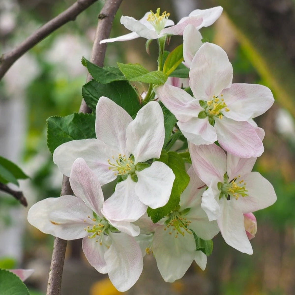 Honeycrisp™ Apple Tree