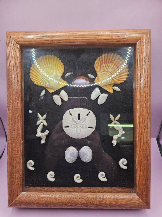 Vintage Seashell Shadow Box – Natural Coastal Display (9"x11")