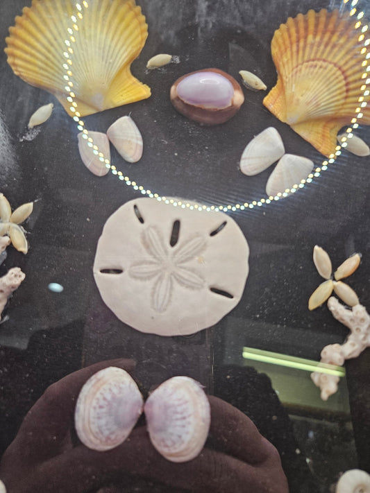 Vintage Seashell Shadow Box – Natural Coastal Display (9"x11")