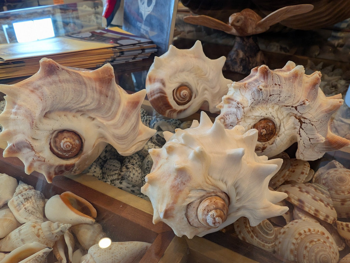 West Indies Crown Conch Shell (Melongena melongena)