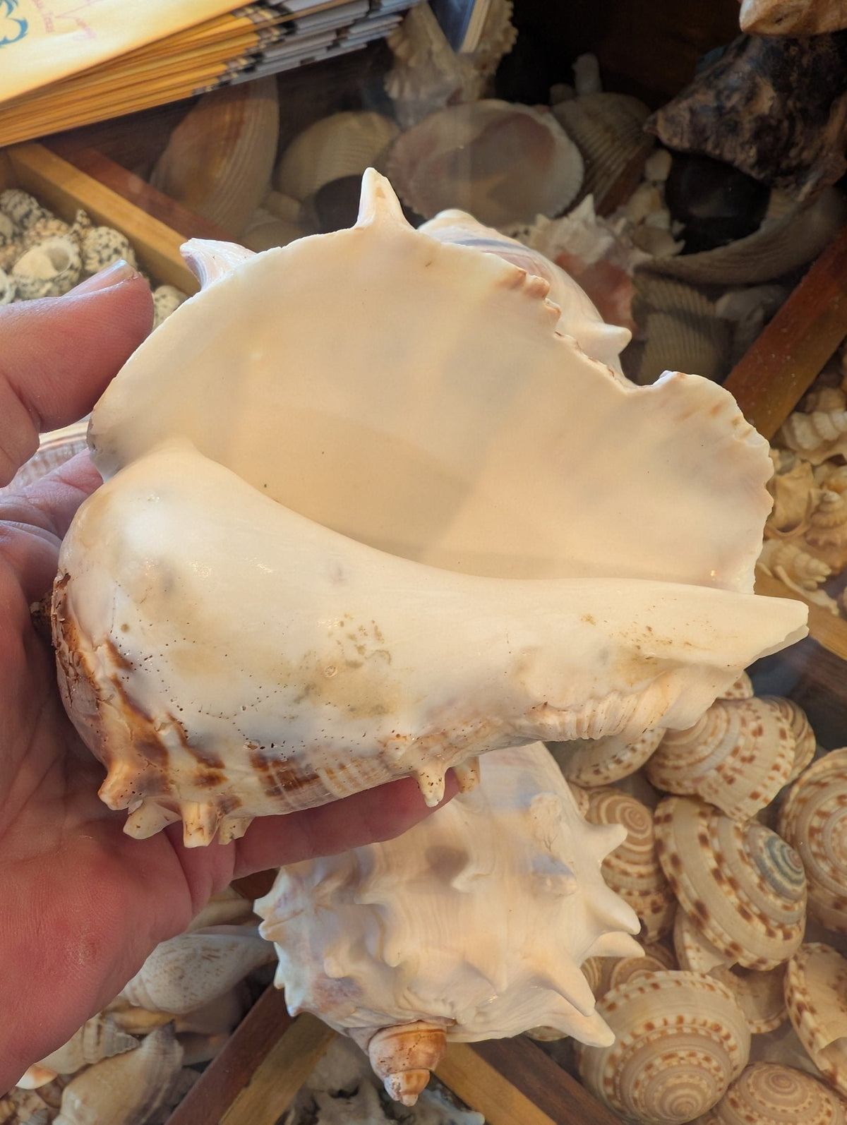 West Indies Crown Conch Shell (Melongena melongena)