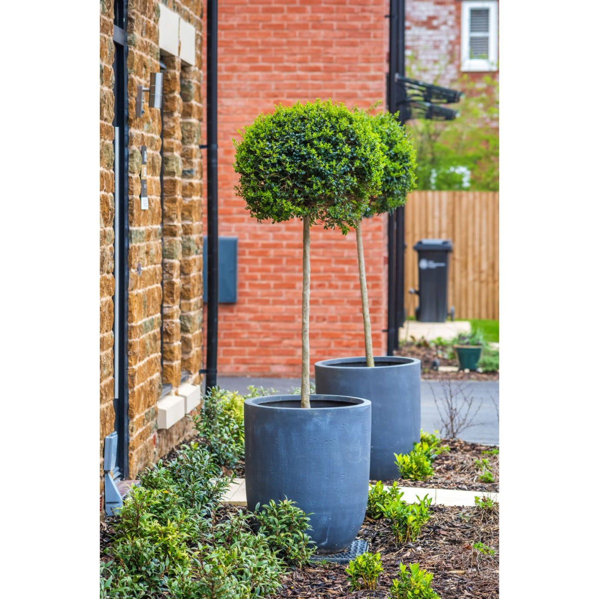 Green Mountain Topiary Boxwood (Ball)