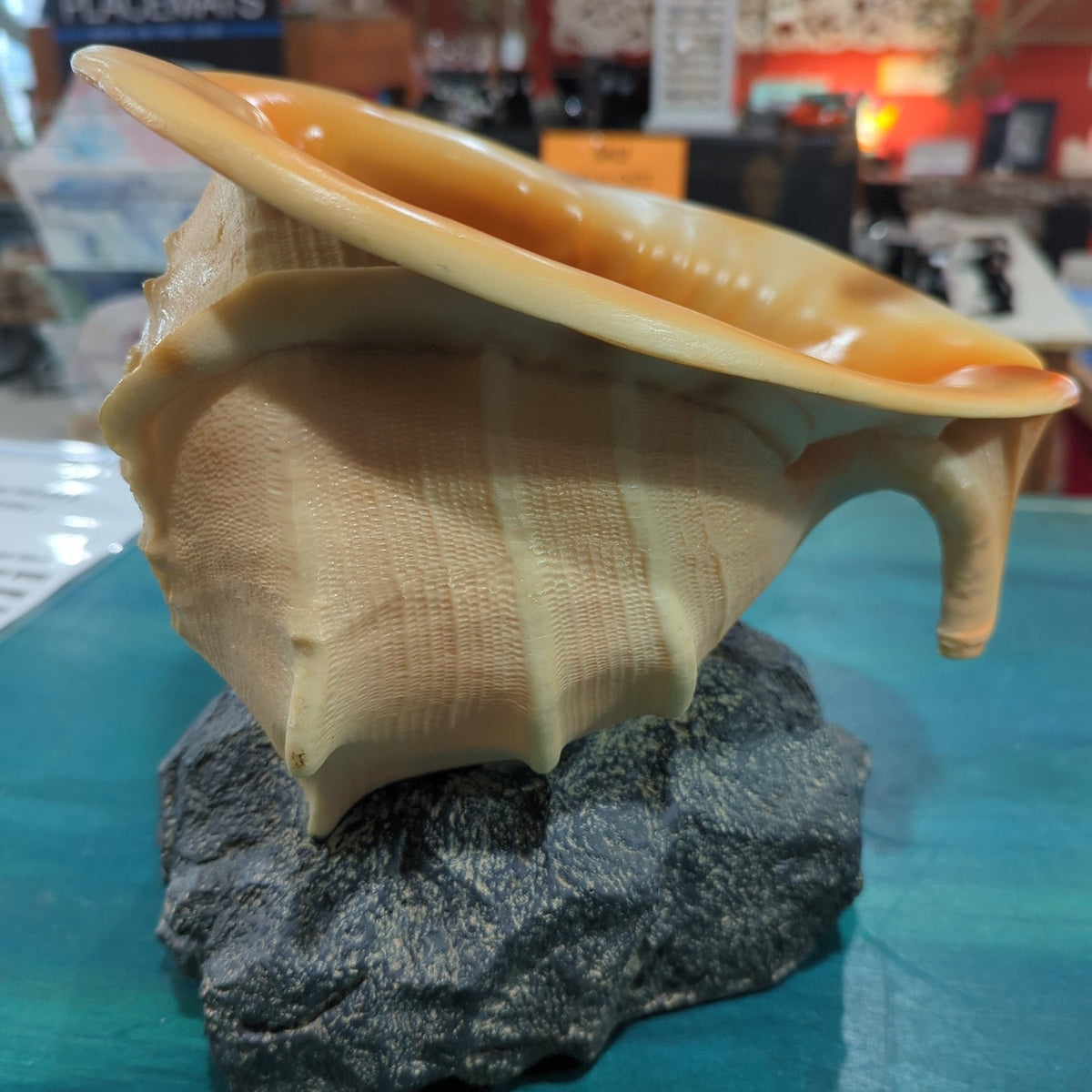 Yellow Helmet Shell on rock base